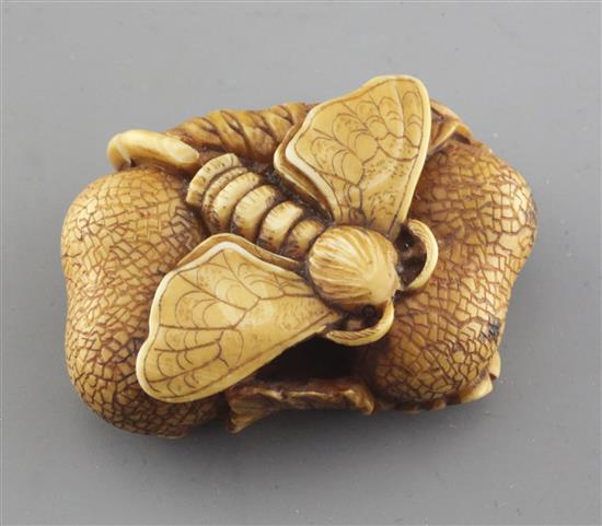A Japanese ivory netsuke of a moth, Meiji period, w. 4cm